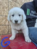 Girl, a female Great Pyrenees for sale in Noxon, MT – 1 of 1