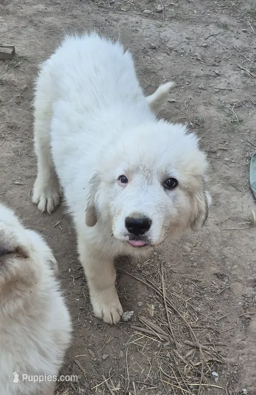Boy – Great Pyrenees puppy for sale in Noxon, MT