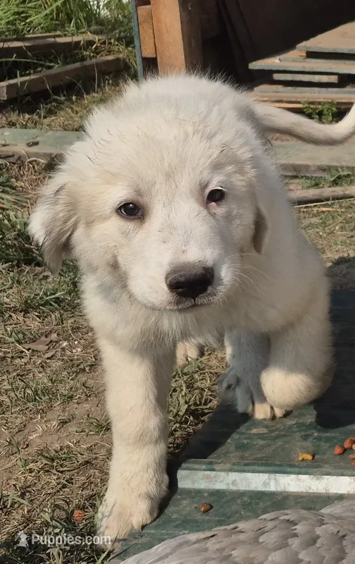 Girl – Great Pyrenees puppy for sale in Noxon, MT