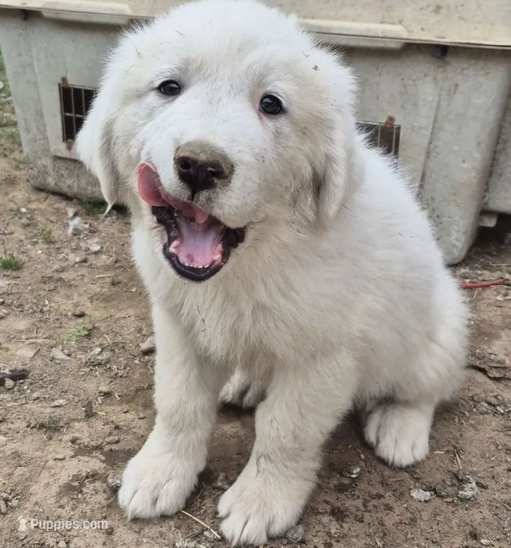 Girl – Great Pyrenees puppy for sale in Noxon, MT