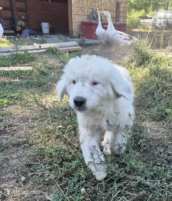 Boy – Great Pyrenees puppy for sale in Noxon, MT