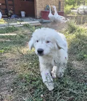 Boy, a male Great Pyrenees for sale in Noxon, MT – 2 of 3