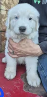 Ghost, a male Great Pyrenees for sale in Noxon, MT – 1 of 2
