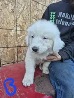 Boy, a male Great Pyrenees for sale in Noxon, MT – 1 of 1