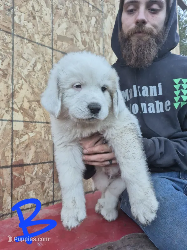 Boy – Great Pyrenees puppy for sale in Noxon, MT