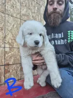 Boy, a male Great Pyrenees for sale in Noxon, MT – 1 of 1