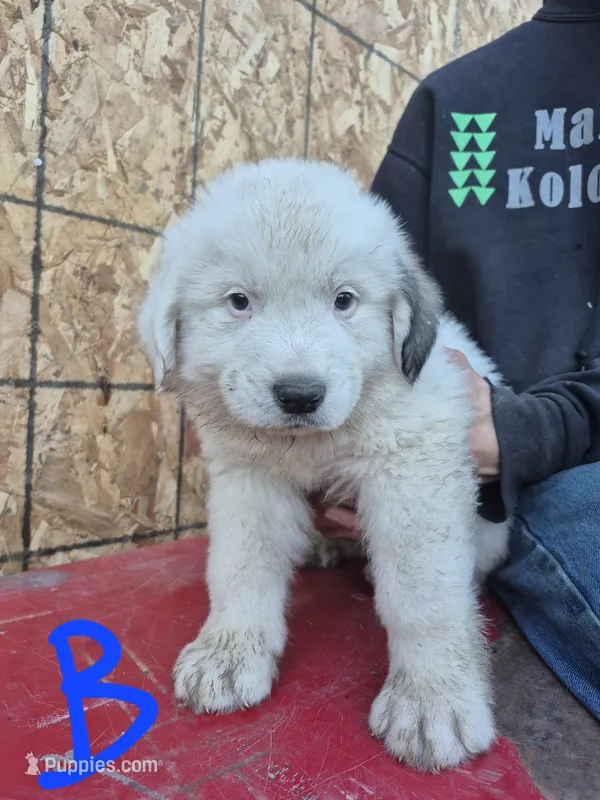 Boy – Great Pyrenees puppy for sale in Noxon, MT
