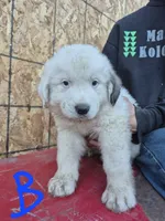 Boy, a male Great Pyrenees for sale in Noxon, MT – 1 of 1