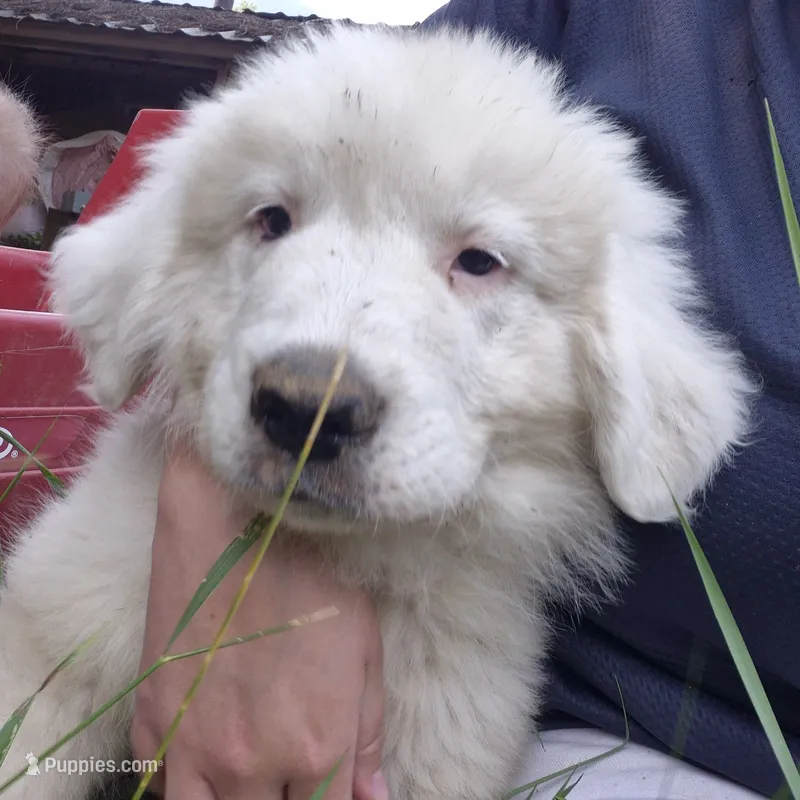 Boy – Great Pyrenees puppy for sale in Noxon, MT