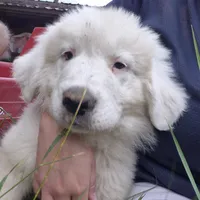 Boy, a male Great Pyrenees for sale in Noxon, MT – 1 of 3