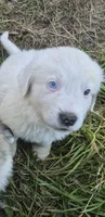 Ghost, a male Great Pyrenees for sale in Noxon, MT – 2 of 2