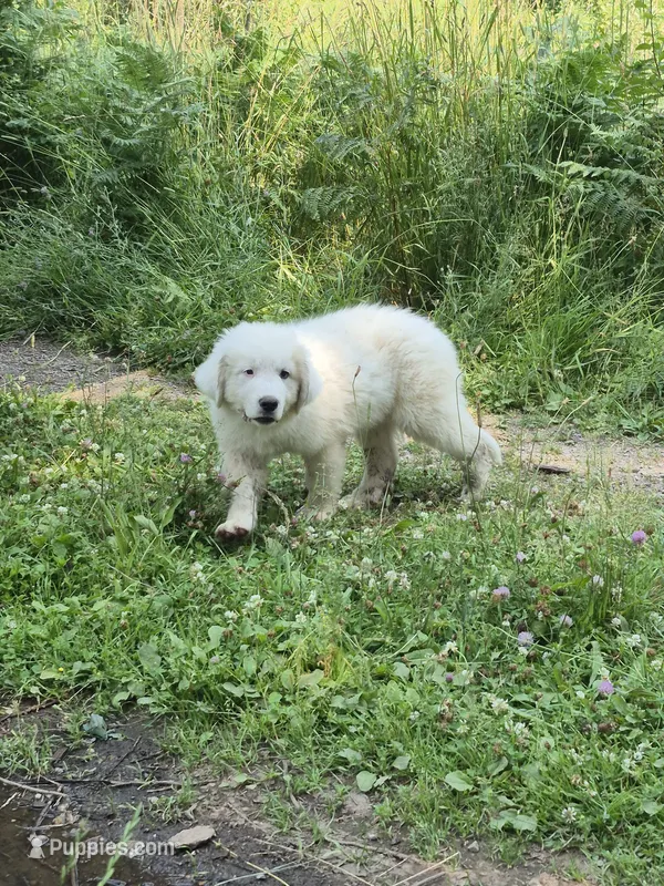 Boy – Great Pyrenees puppy for sale in Noxon, MT