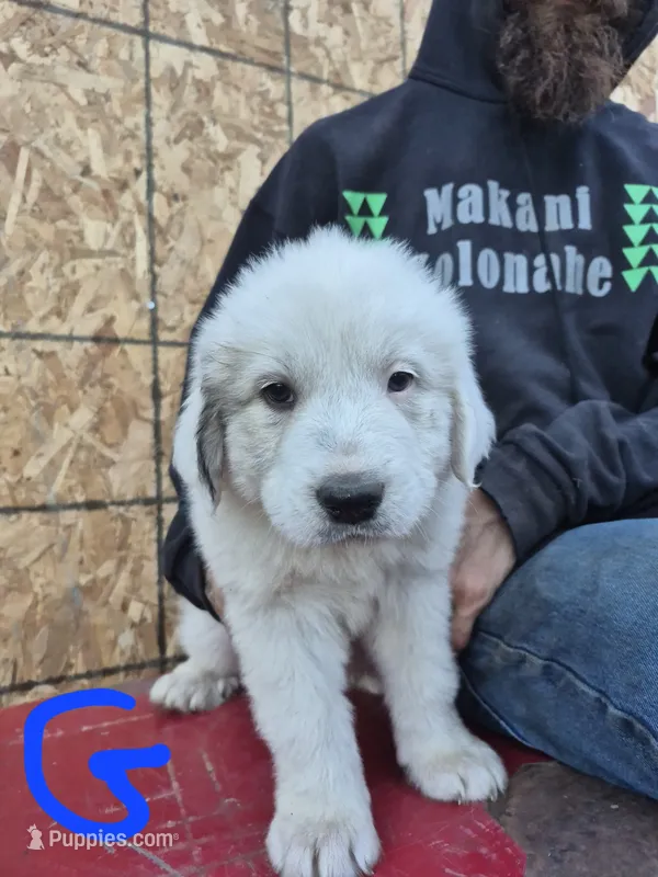 Girl – Great Pyrenees puppy for sale in Noxon, MT