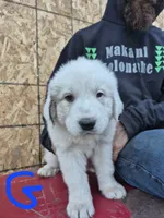Girl, a female Great Pyrenees for sale in Noxon, MT – 1 of 1