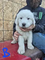 Boy, a male Great Pyrenees for sale in Noxon, MT – 1 of 1