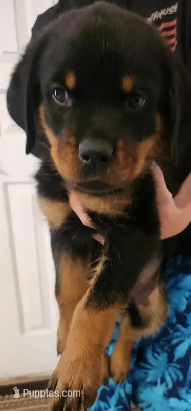 Mr. Red – Rottweiler puppy for sale in Lake Havasu City, AZ