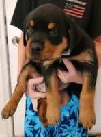 Mr. Red, a male Rottweiler for sale in Lake Havasu City, AZ – Photo 2 of 2