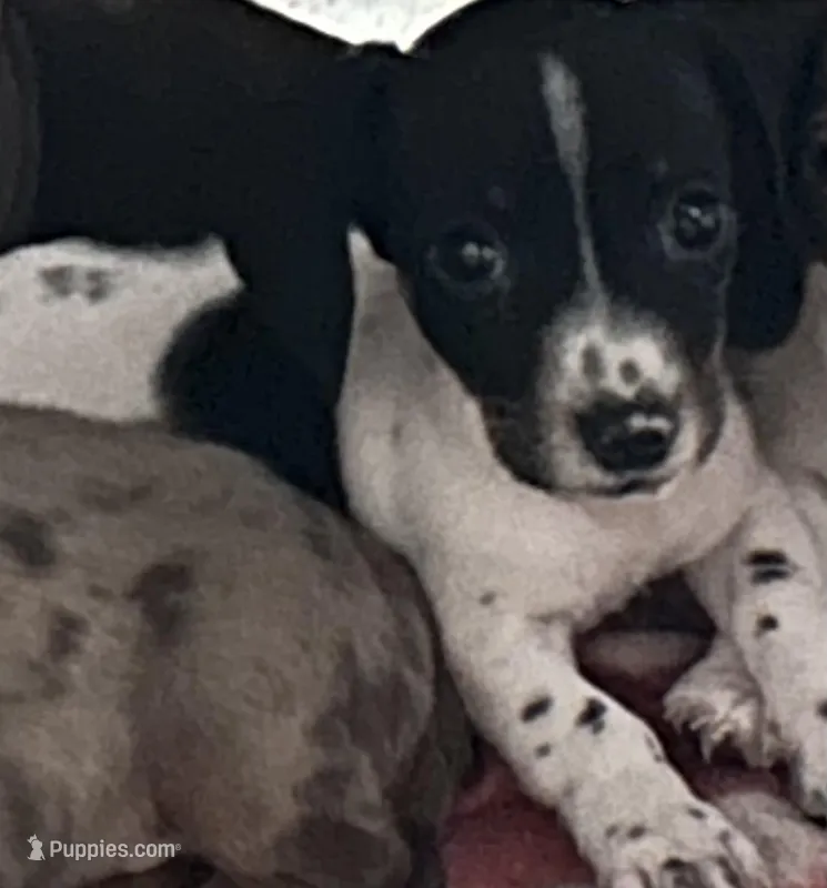 Mickey – Miniature Dachshund puppy for sale in Frankston, TX