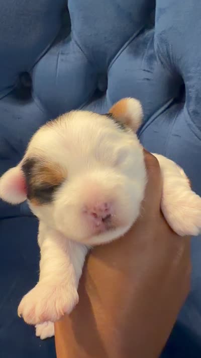 Oreo, a male Yorkshire Terrier for sale in Austin, TX – 5 of 5