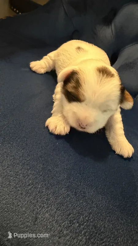 Oreo – Yorkshire Terrier puppy for sale in Austin, TX