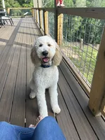 Nala, a female Goldendoodle for sale in Bryson City, NC – 1 of 1