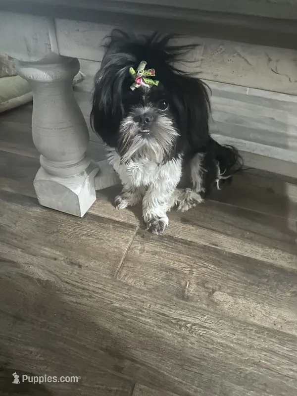 Darla – Shih Tzu puppy for sale in Lakeland, FL