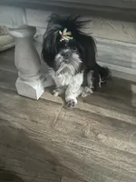 Darla, a female Shih Tzu for sale in Lakeland, FL – 1 of 4