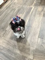 Darla, a female Shih Tzu for sale in Lakeland, FL – 3 of 4