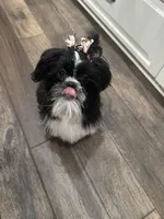 Darla, a female Shih Tzu for sale in Lakeland, FL – Photo 2 of 5