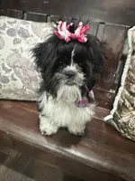 Darla, a female Shih Tzu for sale in Lakeland, FL – Photo 1 of 5