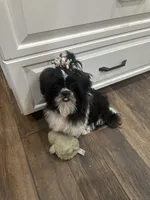 Darla, a female Shih Tzu for sale in Lakeland, FL – Photo 5 of 5