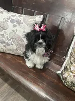 Darla, a female Shih Tzu for sale in Lakeland, FL – Photo 4 of 5