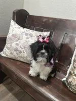 Darla, a female Shih Tzu for sale in Lakeland, FL – Photo 3 of 5