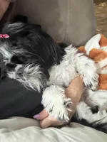 Darla, a female Shih Tzu for sale in Lakeland, FL – 2 of 4