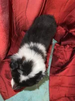 processed/fec8688e-f21d-4193-83b3-1fe147aed40f/listing/1e3fece4-aa66-44b4-82d7-b5b0f6580ebc/15e78e1e-9754-4bce-92e1-936f9bf3cb6f