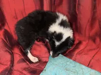 processed/fec8688e-f21d-4193-83b3-1fe147aed40f/listing/1e3fece4-aa66-44b4-82d7-b5b0f6580ebc/9a15f6f7-c675-4511-a468-847ce5fa7ac3