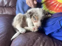 Aang, a male Border Collie for sale in Chula Vista, CA – Photo 7 of 10