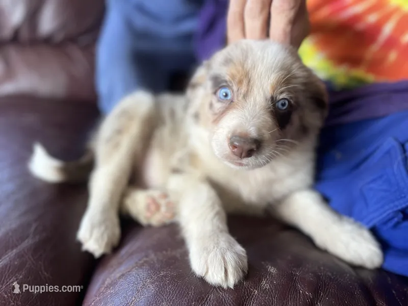 Aang – Border Collie puppy for sale in Chula Vista, CA