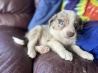 Aang, a male Border Collie for sale in Chula Vista, CA – Photo 2 of 10