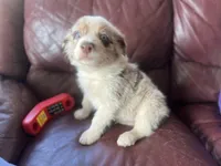 Aang, a male Border Collie for sale in Chula Vista, CA – Photo 5 of 10