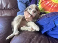 Aang, a male Border Collie for sale in Chula Vista, CA – Photo 10 of 10