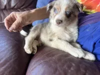 Aang, a male Border Collie for sale in Chula Vista, CA – Photo 3 of 10