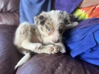 Aang, a male Border Collie for sale in Chula Vista, CA – Photo 4 of 10