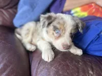 Aang, a male Border Collie for sale in Chula Vista, CA – Photo 6 of 10
