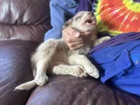 Aang, a male Border Collie for sale in Chula Vista, CA – Photo 9 of 10