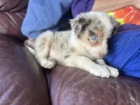 Aang, a male Border Collie for sale in Chula Vista, CA – Photo 8 of 10