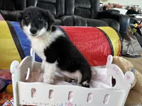 Bonnie, a female Border Collie for sale in Chula Vista, CA – Photo 8 of 10