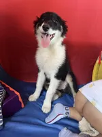 Bonnie, a female Border Collie for sale in Chula Vista, CA – Photo 5 of 10