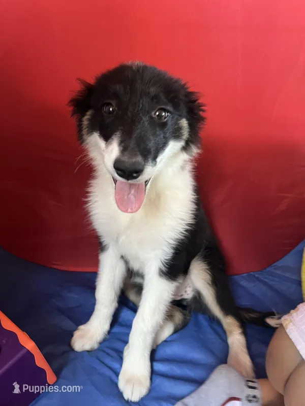 Bonnie – Border Collie puppy for sale in Chula Vista, CA