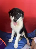 Bonnie, a female Border Collie for sale in Chula Vista, CA – Photo 1 of 10